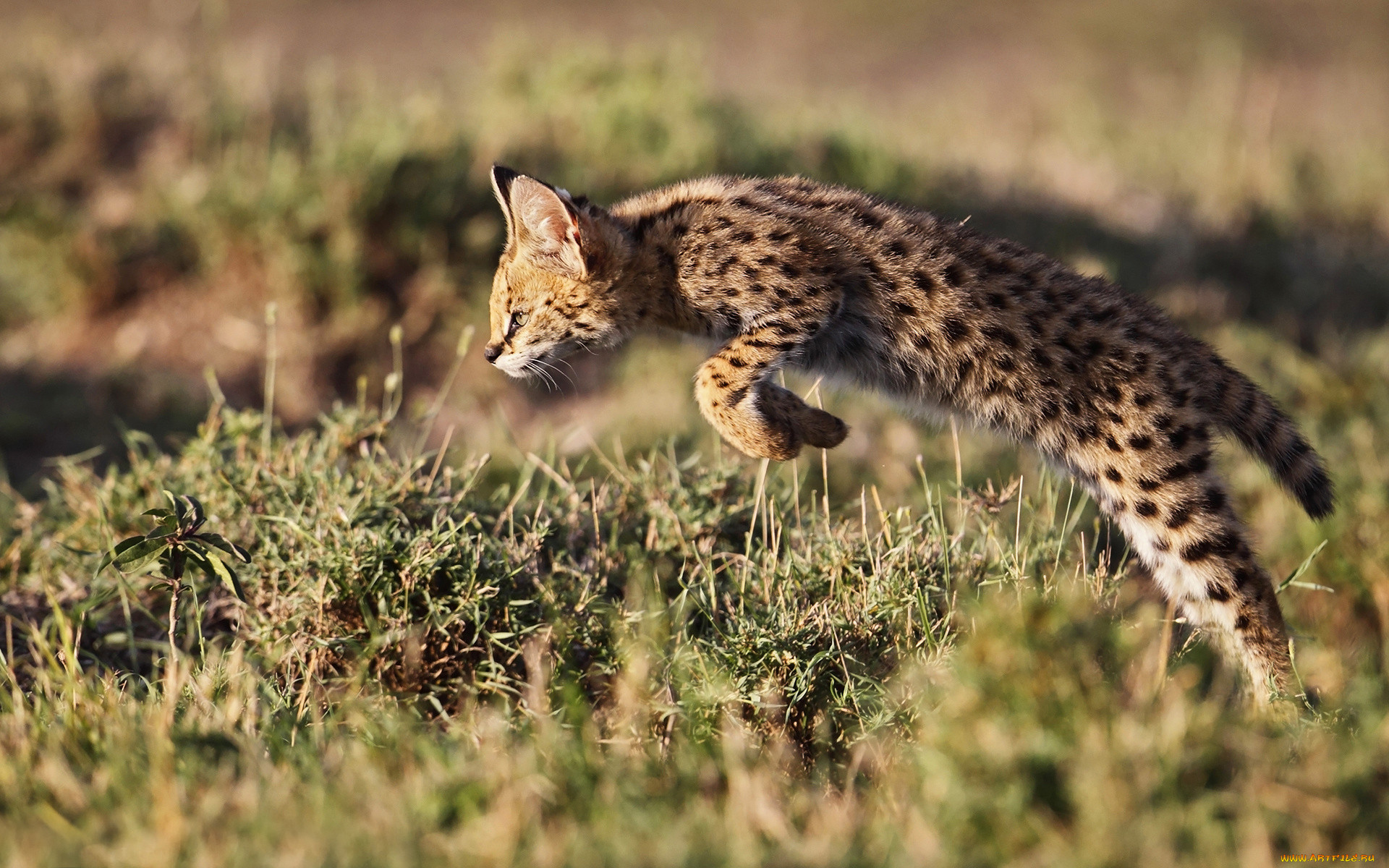 , , , , , , , leptailurus, serval, 